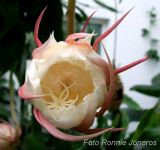 Epiphyllum oxypetalum Nattens Prinsessa